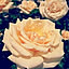 rosest555