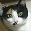 tanucat