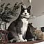 nocoa.cat
