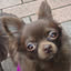 cocoa