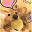 tamachan