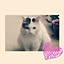 my.cat.michan