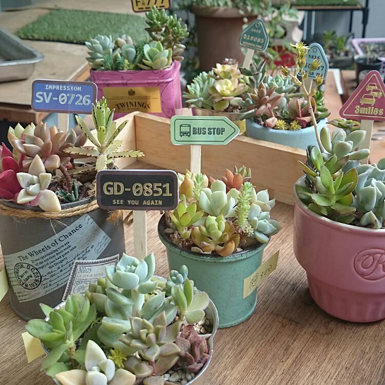 すぐにできる♡100均雑貨を使った植物の飾り方