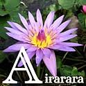 airararaさんのお部屋