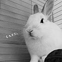 rabbit_sanさんのお部屋