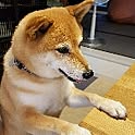 konatuさん