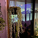 ficusさん