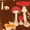 mushroomさんのお部屋