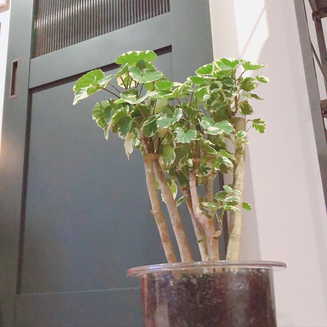 ポリシャス/観葉植物/タマホーム/ラシッサDフロア/ヴィンティア...などのインテリア実例 20210228
