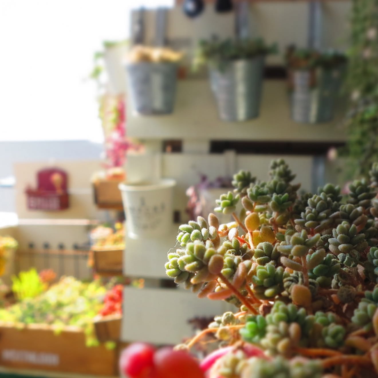 多肉植物/多肉植物 寄せ植え/ベランダ ガーデン/植え替え/棚&hellip;などのインテリア実例 20170312 161922