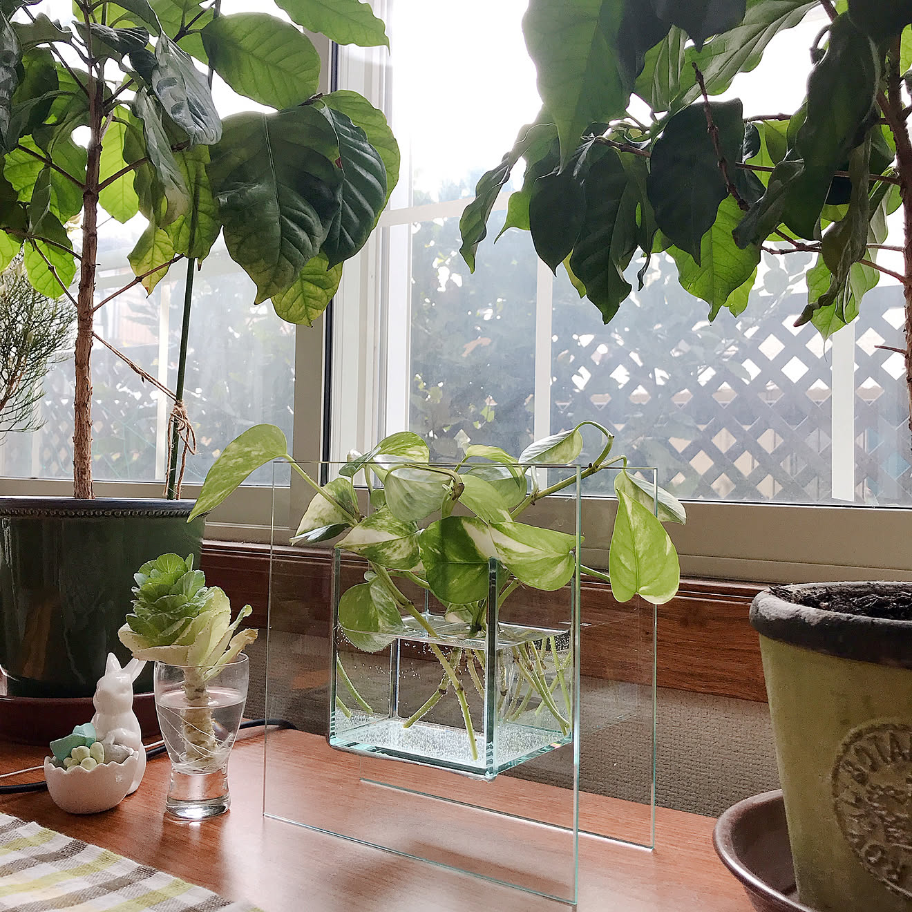 葉牡丹/水耕栽培/ポトス/コーヒーの木/観葉植物&hellip;などのインテリア実例 20210228 092520 ｜ RoomClip