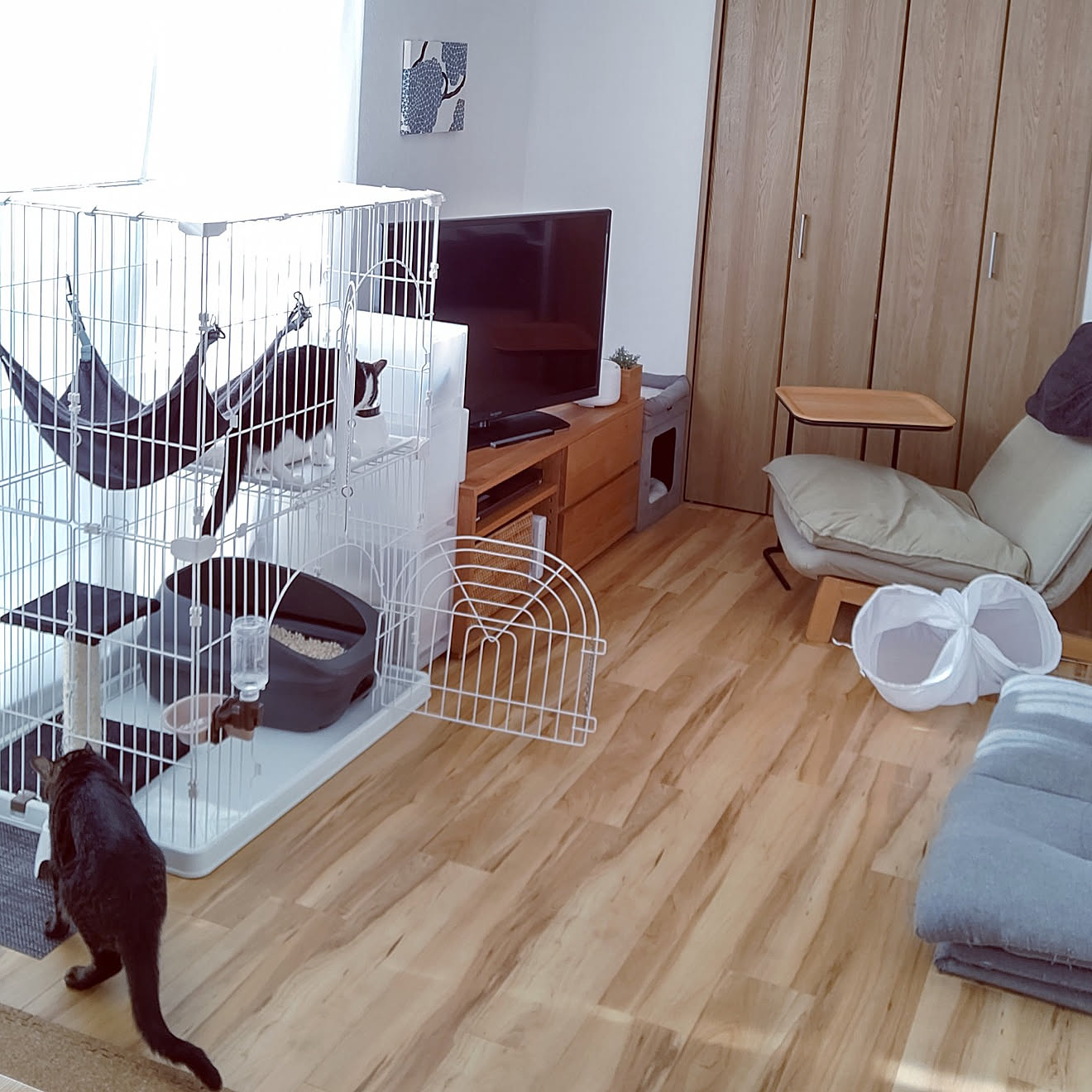 ペットと暮らすインテリア/保護猫/築古マンション/リノべ？リフォーム？/床シュガーメイプル&hellip;などのインテリア実例 20210430