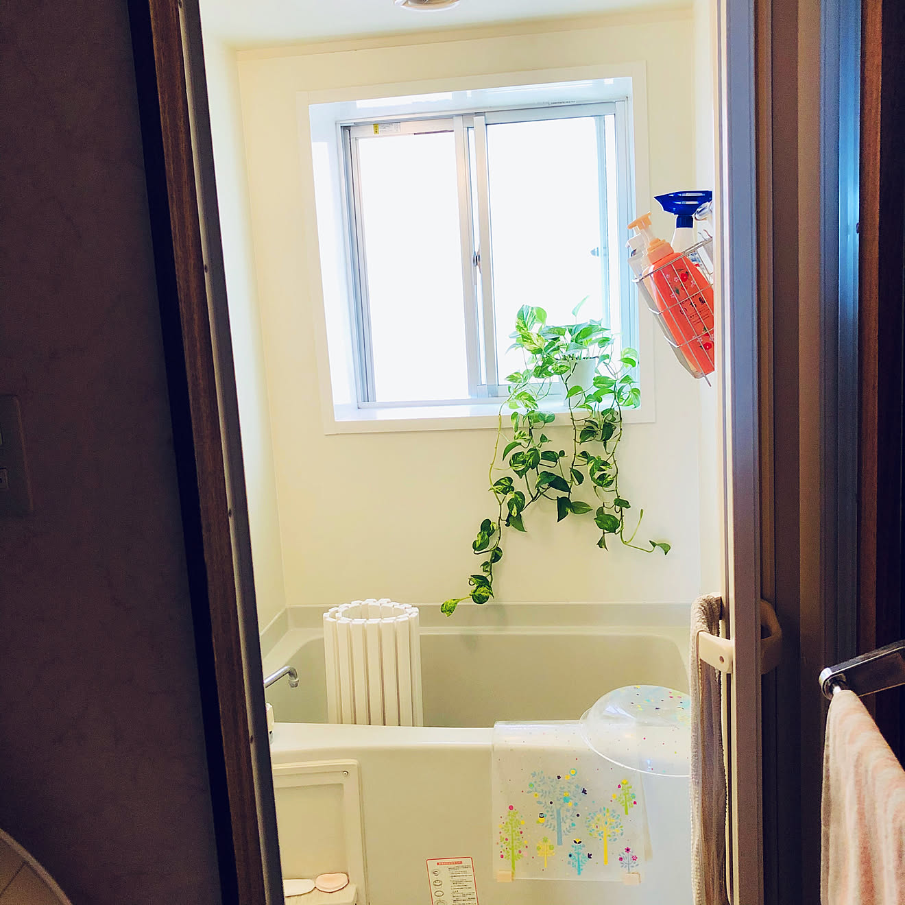 観葉植物/カビ対策/ベルメゾン風呂椅子/ベルメゾン風呂桶/ベルメゾン...などのインテリア実例 20200629 091828 ｜ RoomClip（ルームクリップ）