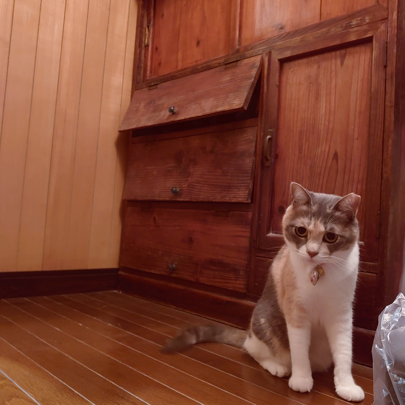 猫 と 暮らす 家 玄関