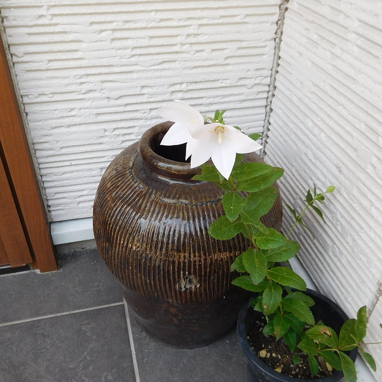 紹興酒の甕/壺/紹興酒のカメ/キキョウ/鉢植え&hellip;などのインテリア実例 20210721 233940 ｜ RoomClip