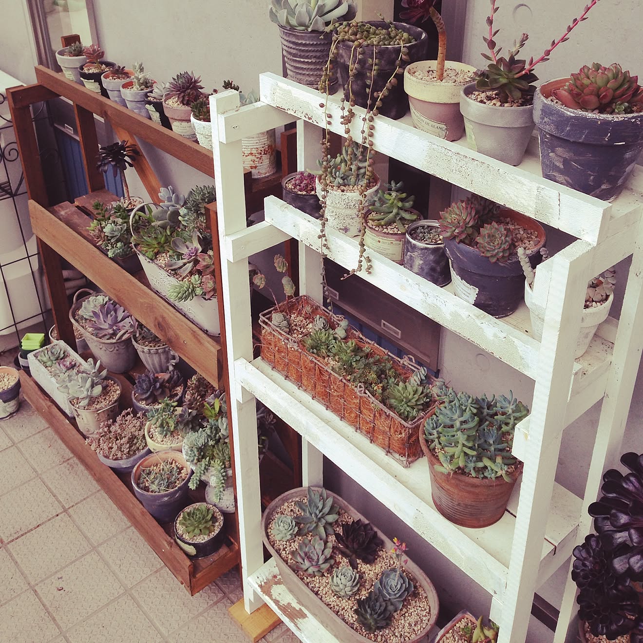 玄関/入り口/植物/多肉棚/多肉植物寄せ植え/セダム&hellip;などのインテリア実例 20150616 110150