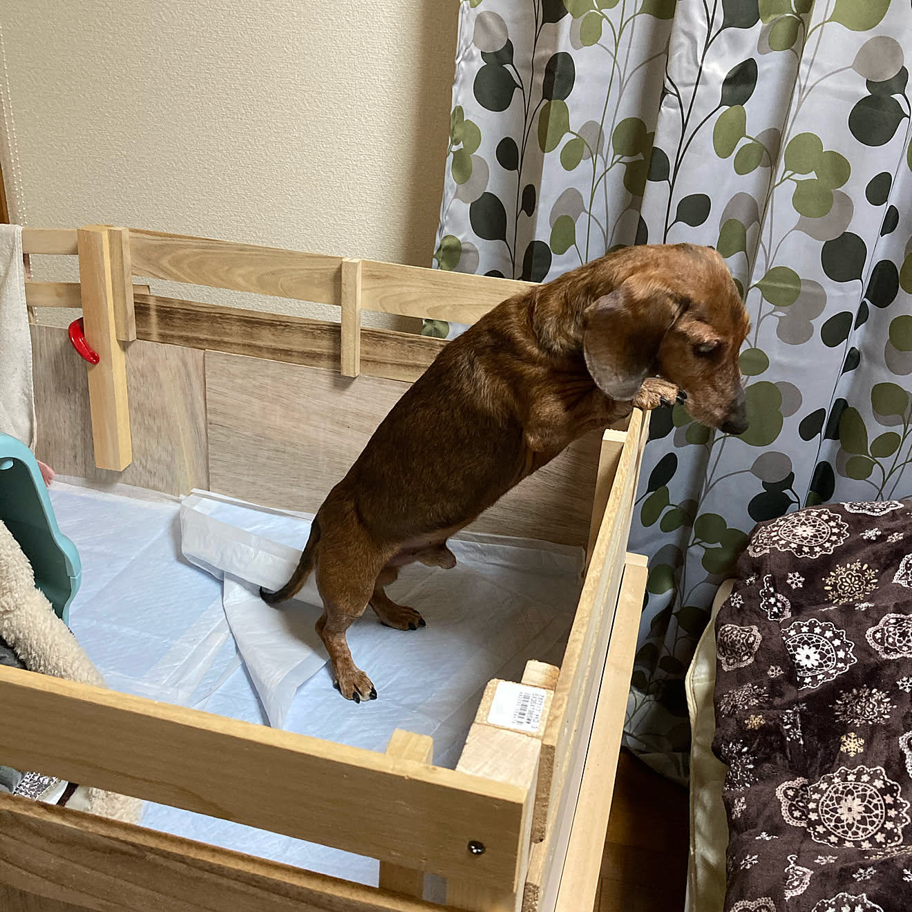 無謀犬/6歳で盲目犬/ワンコ介護ベッド/ワンコベッドDIY/小さい家&hellip;などのインテリア実例 20210228 102755