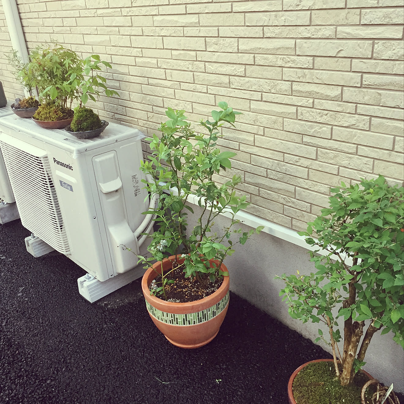 玄関/入り口/盆栽/ブルーベリーの木/ブルーベリー/鉢植え...などのインテリア実例 20180610 215122 ｜ RoomClip（ルームクリップ）