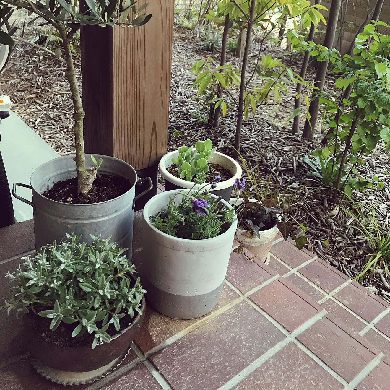 玄関ポーチタイル/グリーンのある暮らし/オリーブの鉢植え/玄関/入り口/ウッドチップ&hellip;などのインテリア実例 20200405 17