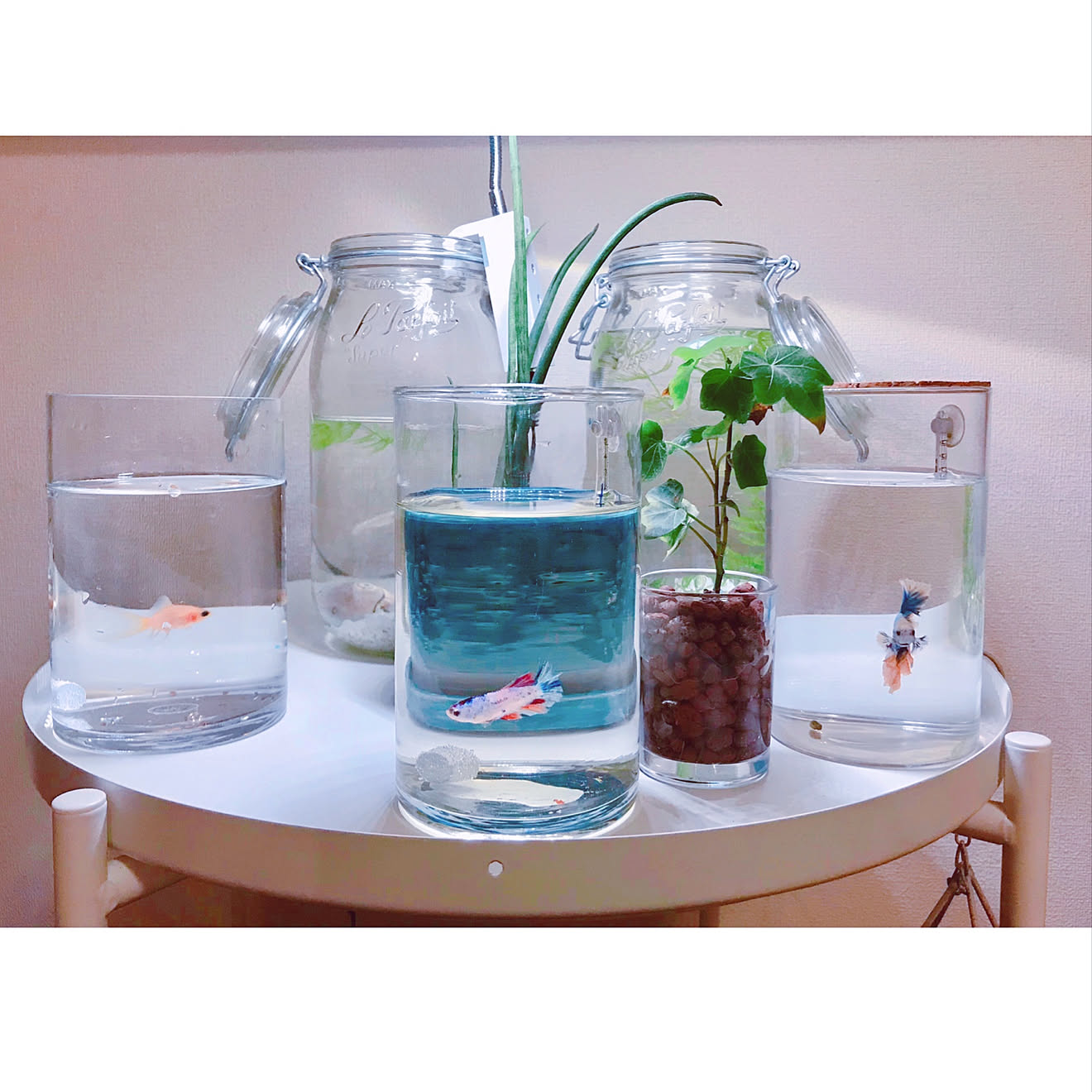 金魚/メダカ/ボトルアクアリウム/ナチュラルキッチンの雑貨/ナチュラルキッチン&hellip;などのインテリア実例 20210626 2052
