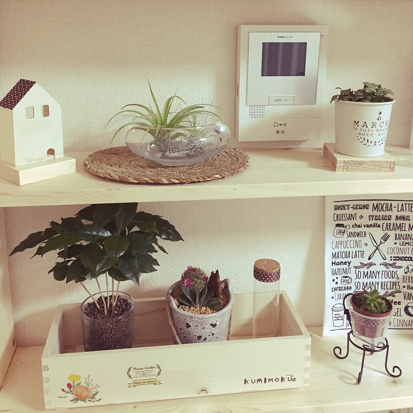 棚/日替わり投稿企画!木曜日/植物/カインズホーム観葉植物 /賃貸 1LDK&hellip;などのインテリア実例 20170622 2251