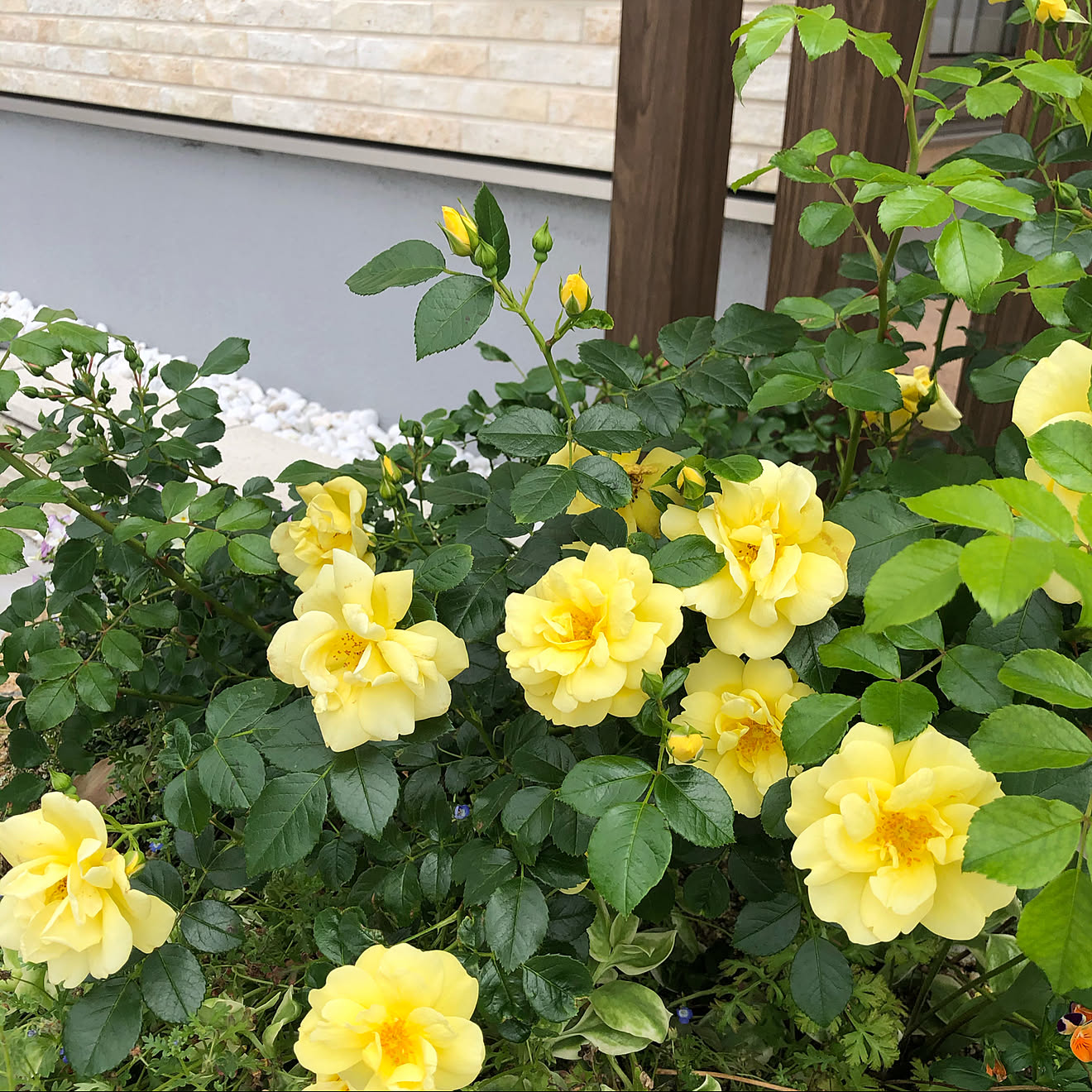 フラワーカーペットローズ/記録用/ガーデニング初心者/花のある暮らしに憧れる/玄関/入り口...などのインテリア実例 20200518