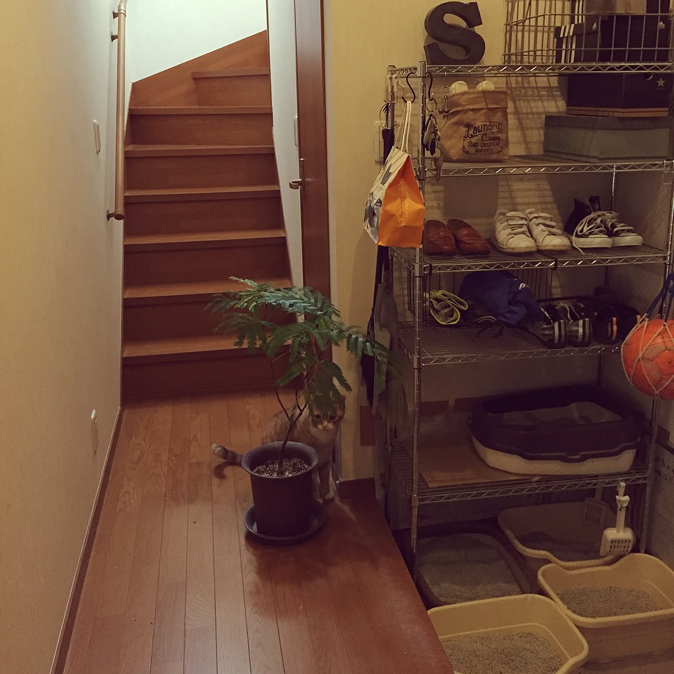 玄関/入り口/良く履く靴はここに/息子のサッカー用品やら/観葉植物の置き場迷走中/生活感&hellip;などのインテリア実例 20160219