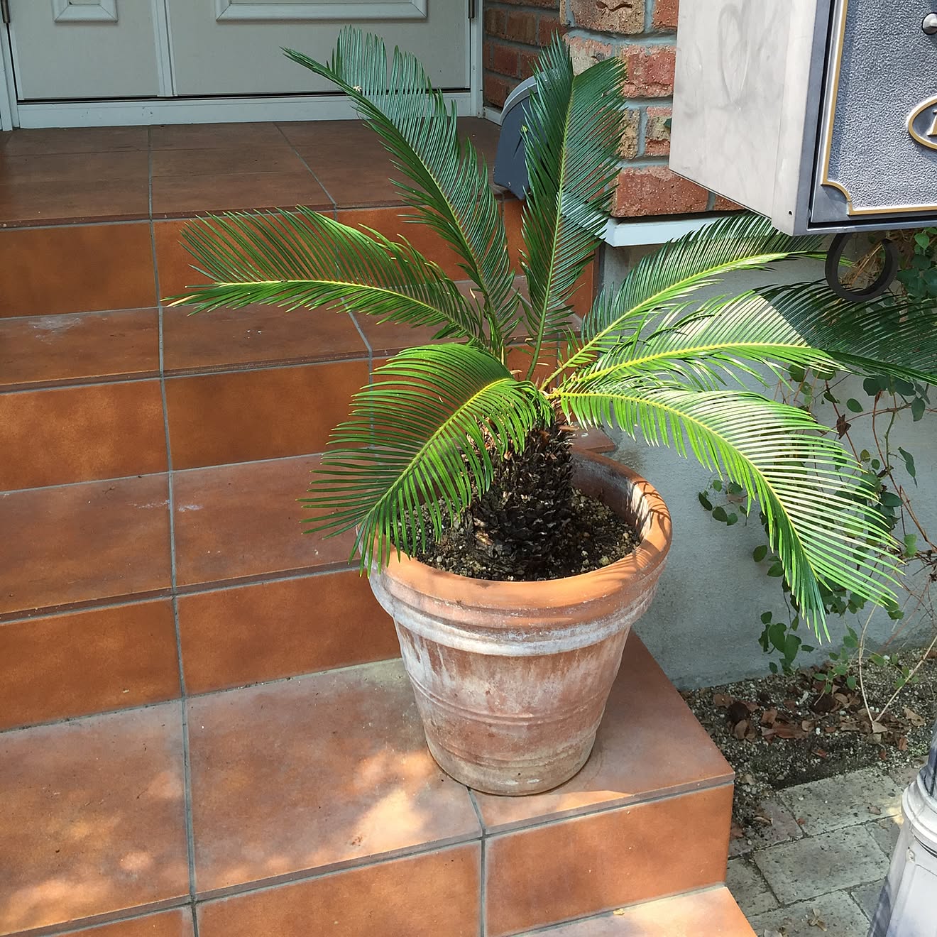 玄関/入り口/ソテツ/テラコッタ/植物/観葉植物&hellip;などのインテリア実例 20150803 143130 ｜ RoomClip