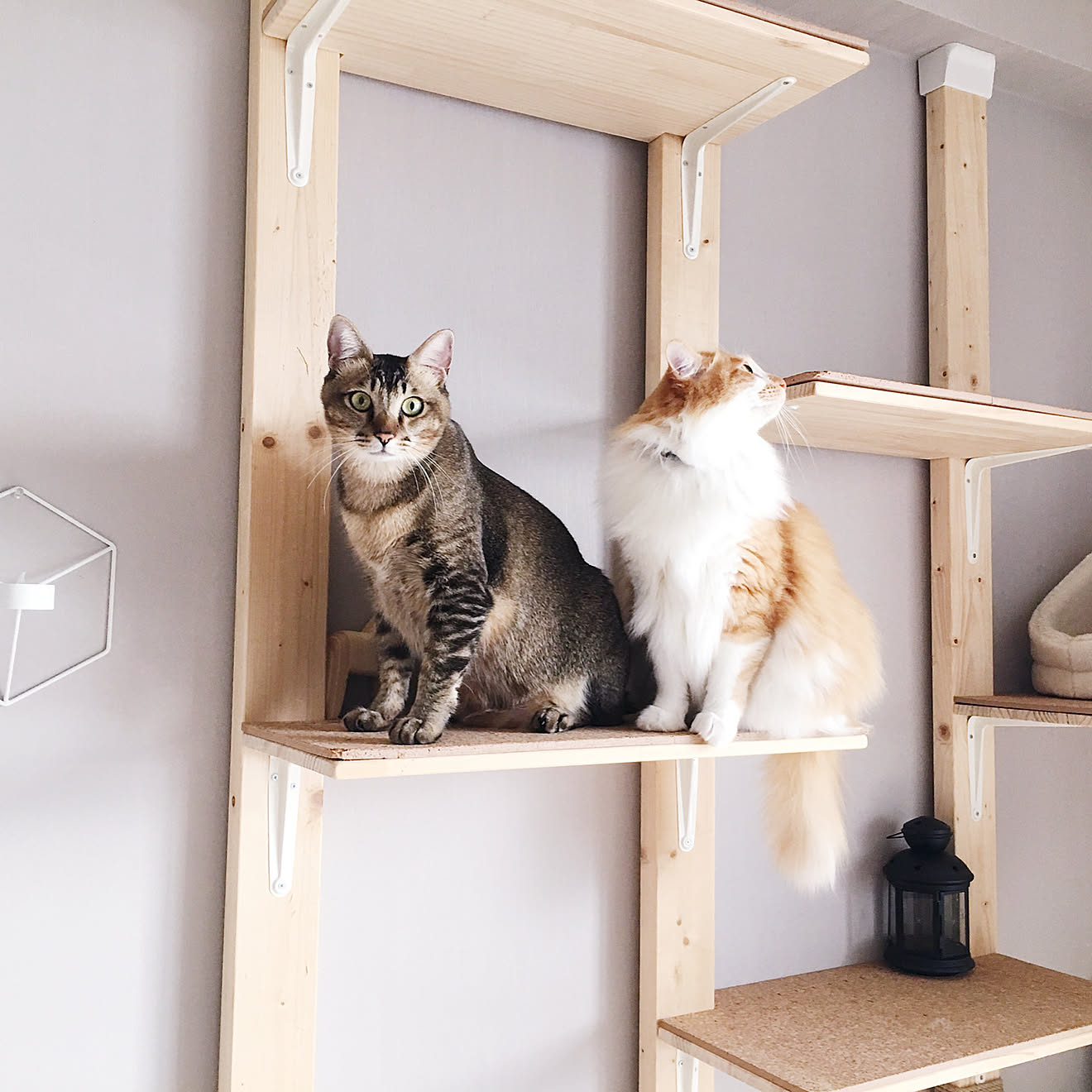 壁紙 グレー/DIY/ディアウォール/猫インテリア/ねこと暮らす&hellip;などのインテリア実例 20200419 155912