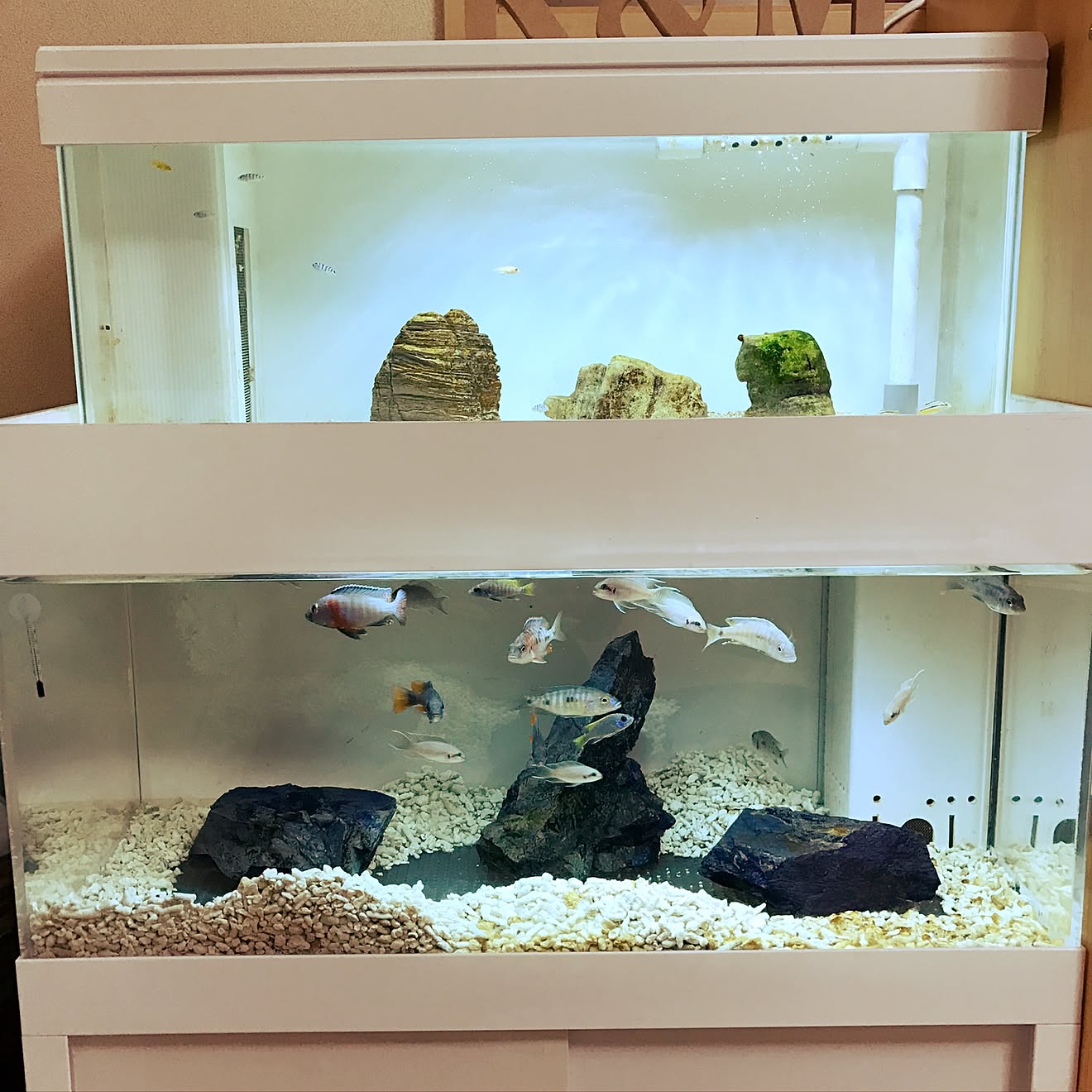 壁/天井/癒し/熱帯魚水槽/熱帯魚のインテリア実例 20161126 215658 ｜ RoomClip（ルームクリップ）
