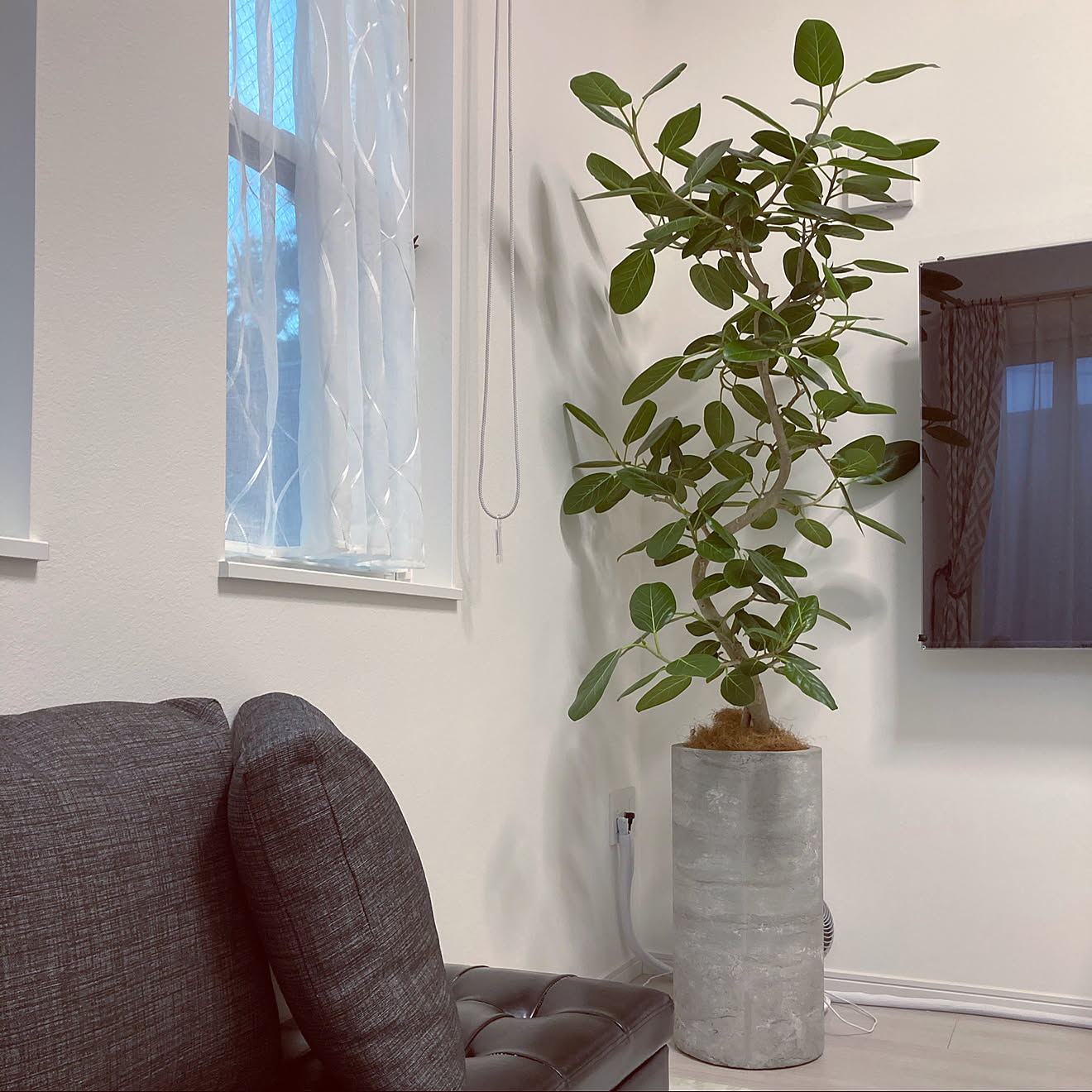 寒い朝/観葉植物/新居/観葉植物のある部屋/ベンガレンシス&hellip;などのインテリア実例 20201102 084610