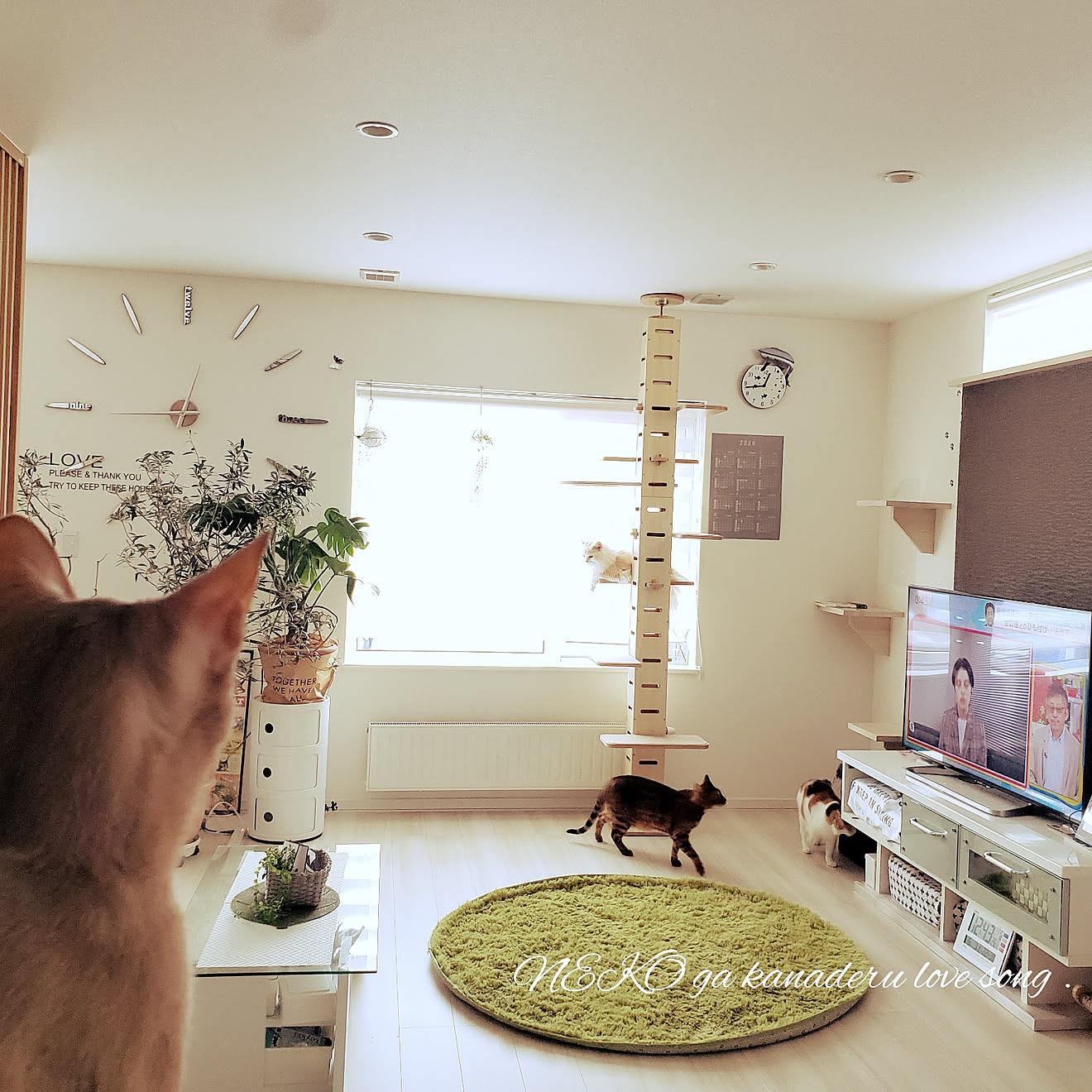 部屋全体/ねこと暮らす/猫とインテリア/ねこのいる日常/ねこのいる暮らし&hellip;などのインテリア実例 20200622 132451