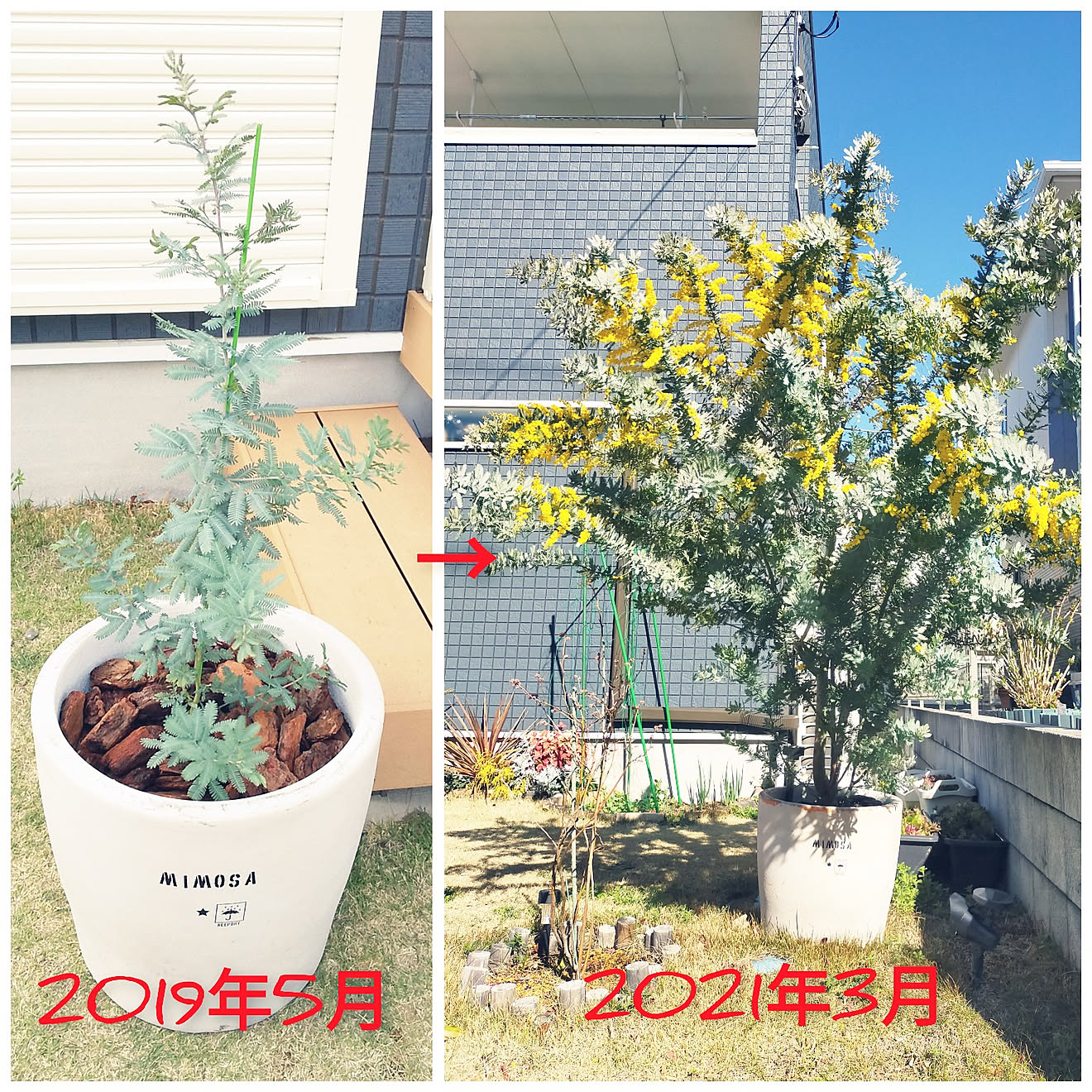 玄関/入り口/植物のある暮らし/子供のいる暮らし/ドライフラワーが好き♡/アカシア&hellip;などのインテリア実例 20210503 10