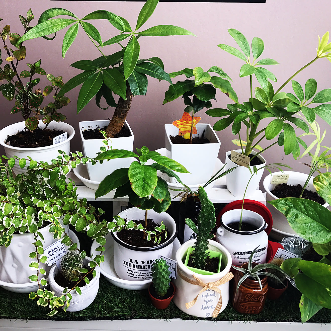 観葉植物初心者マーク/シンプル 白/賃貸マンション/一人暮らし/観葉植物&hellip;などのインテリア実例 20170918 103719