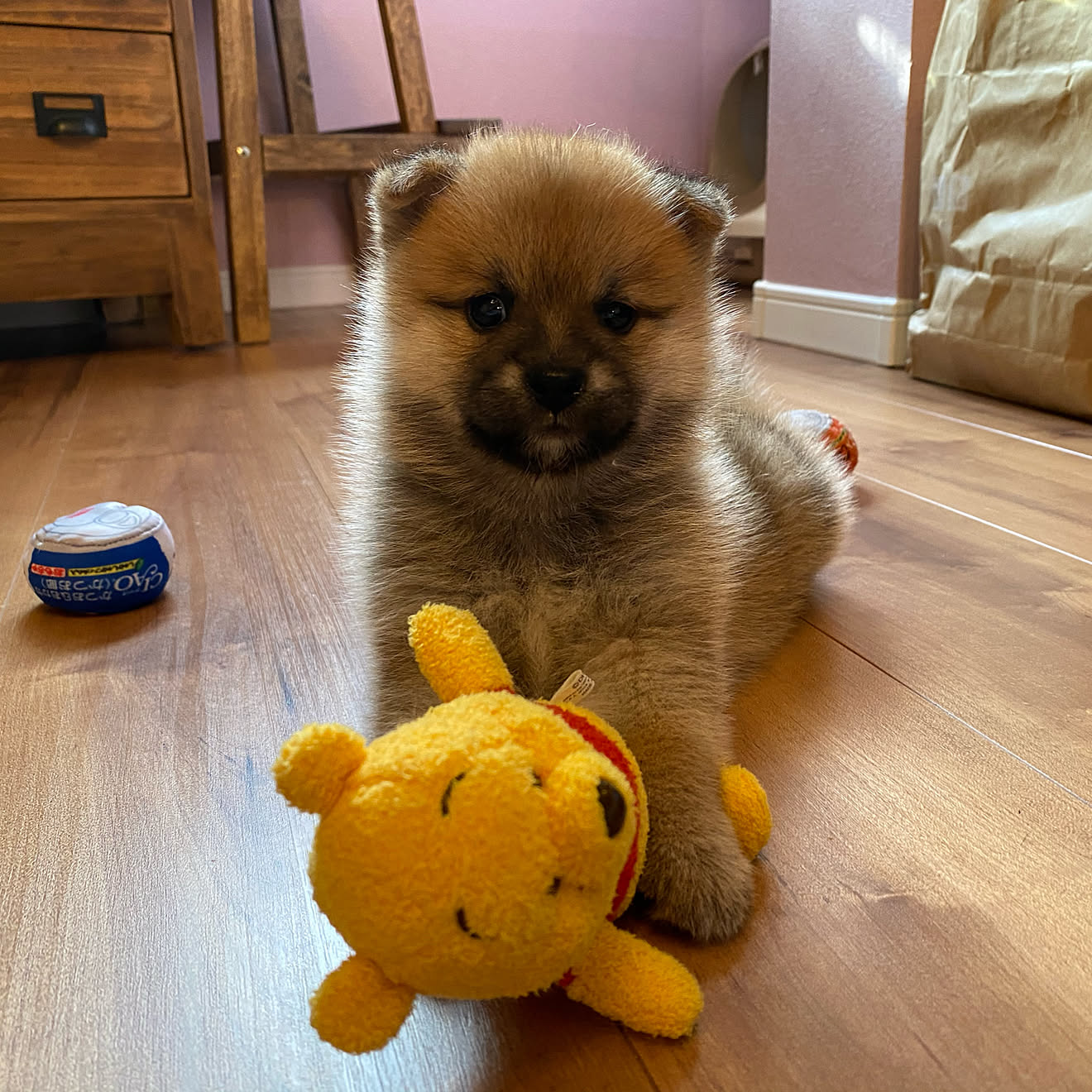 プーさん/ポメラニアン/柴犬/ミックス犬/ポメ柴...などのインテリア実例 20200928 150143 ｜ RoomClip（ルームクリップ）