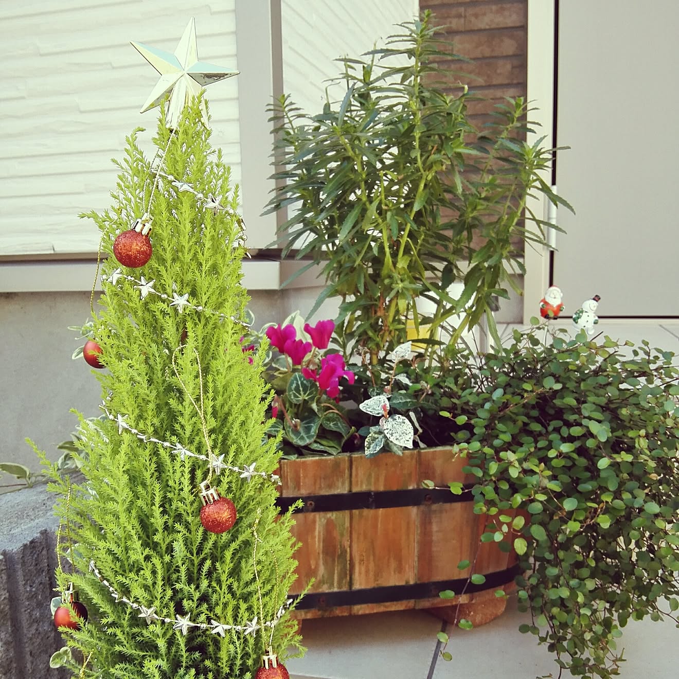 玄関/入り口/ゴールドクレスト/花壇/秋の寄せ植え/クリスマスディスプレイ&hellip;などのインテリア実例 20161104 1256