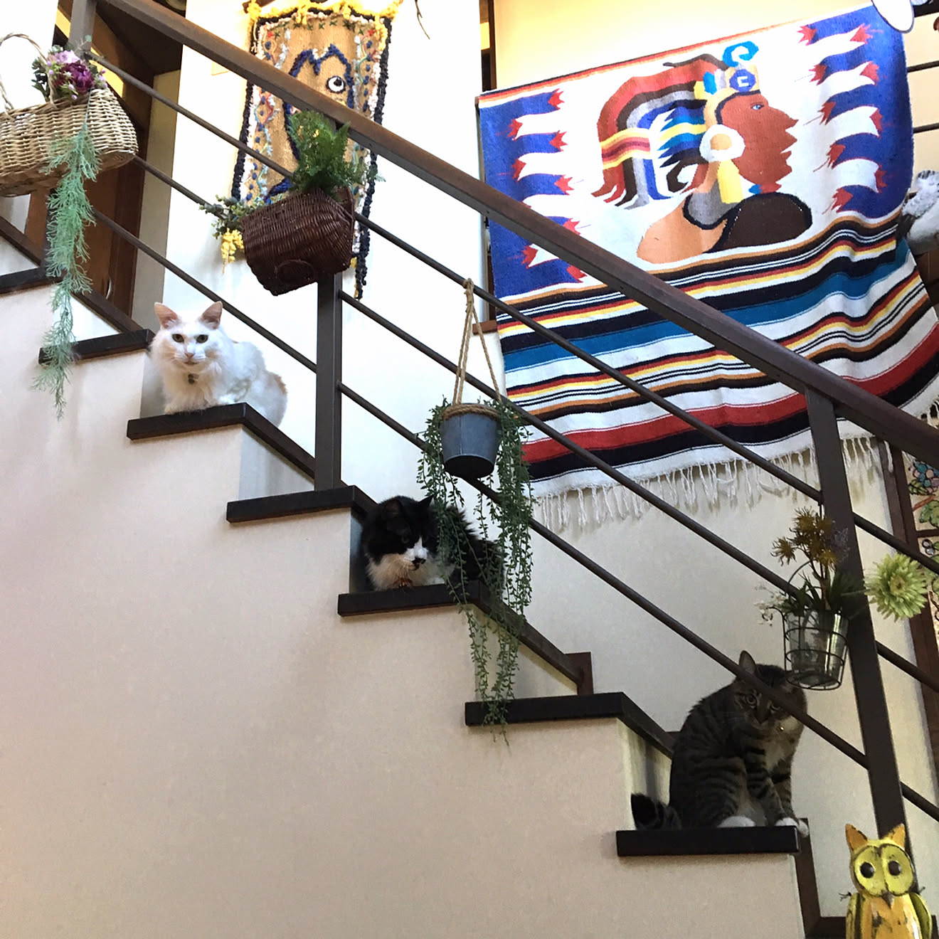 保護猫/猫バカ/猫が好き/ねこと暮らす。/ちー君&hellip;などのインテリア実例 20191017 192847 ｜ RoomClip