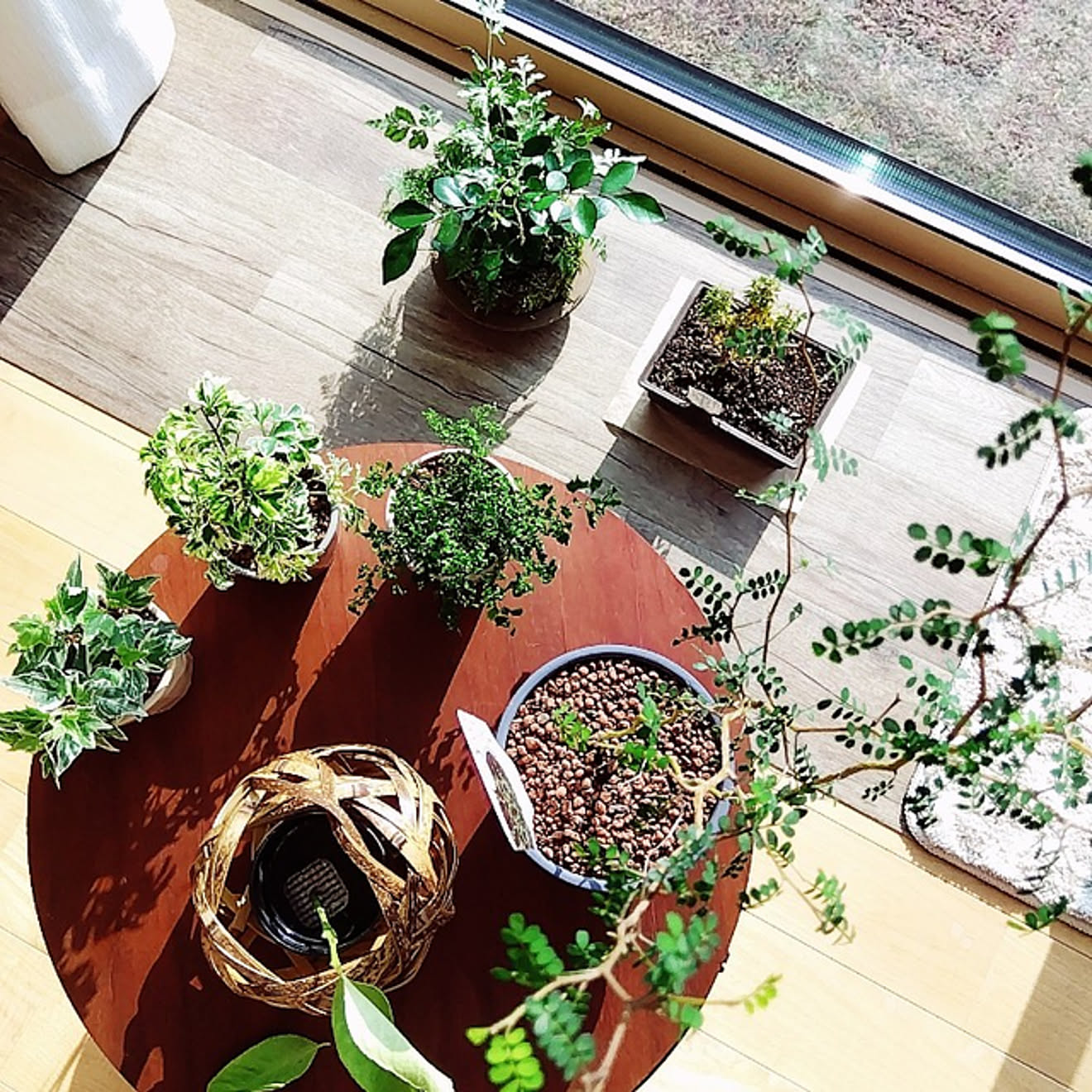 お部屋の雰囲気を明るくしてくれる存在