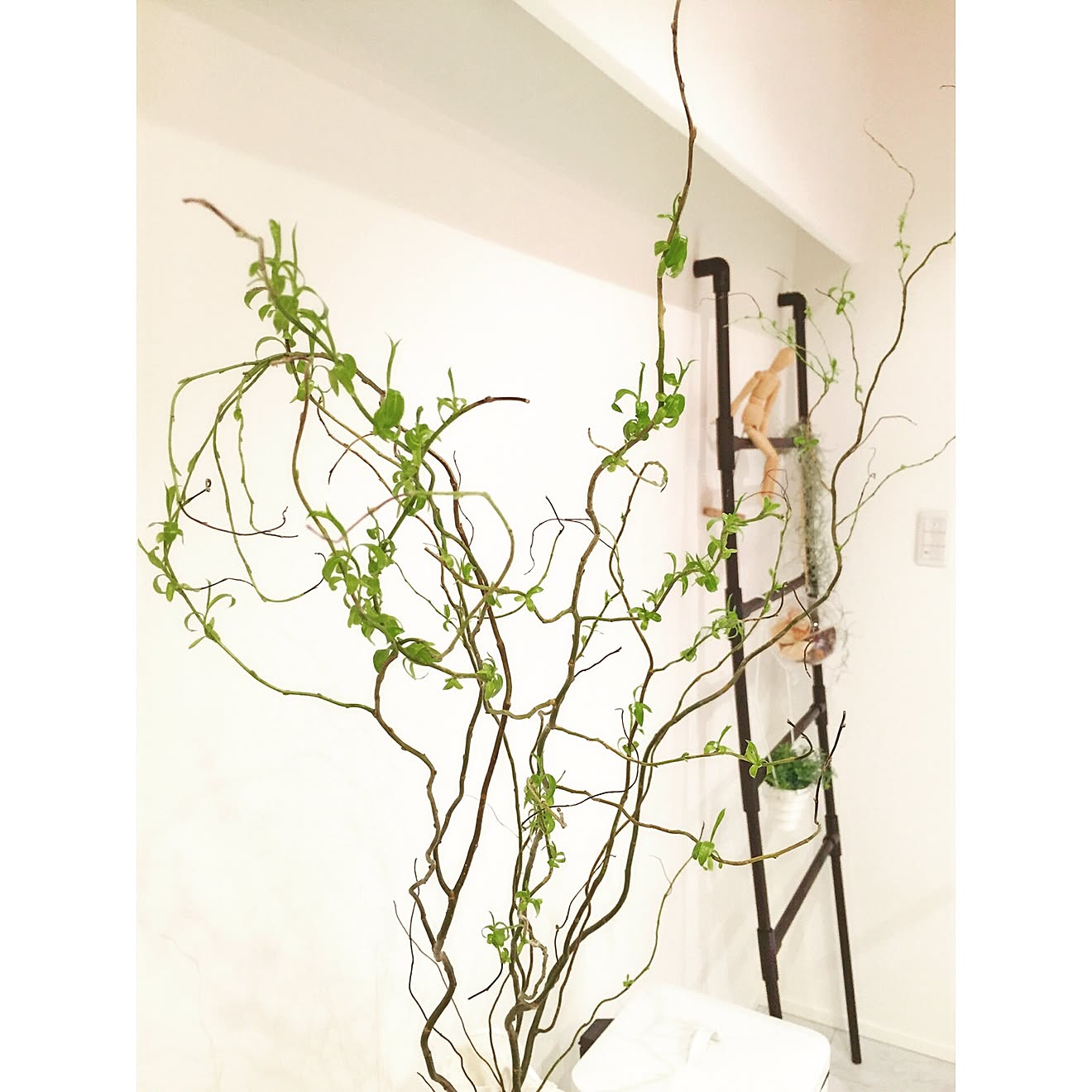 壁/天井/雲竜柳/階段/観葉植物/吹き抜け階段&hellip;などのインテリア実例 20150927 222659 ｜ RoomClip