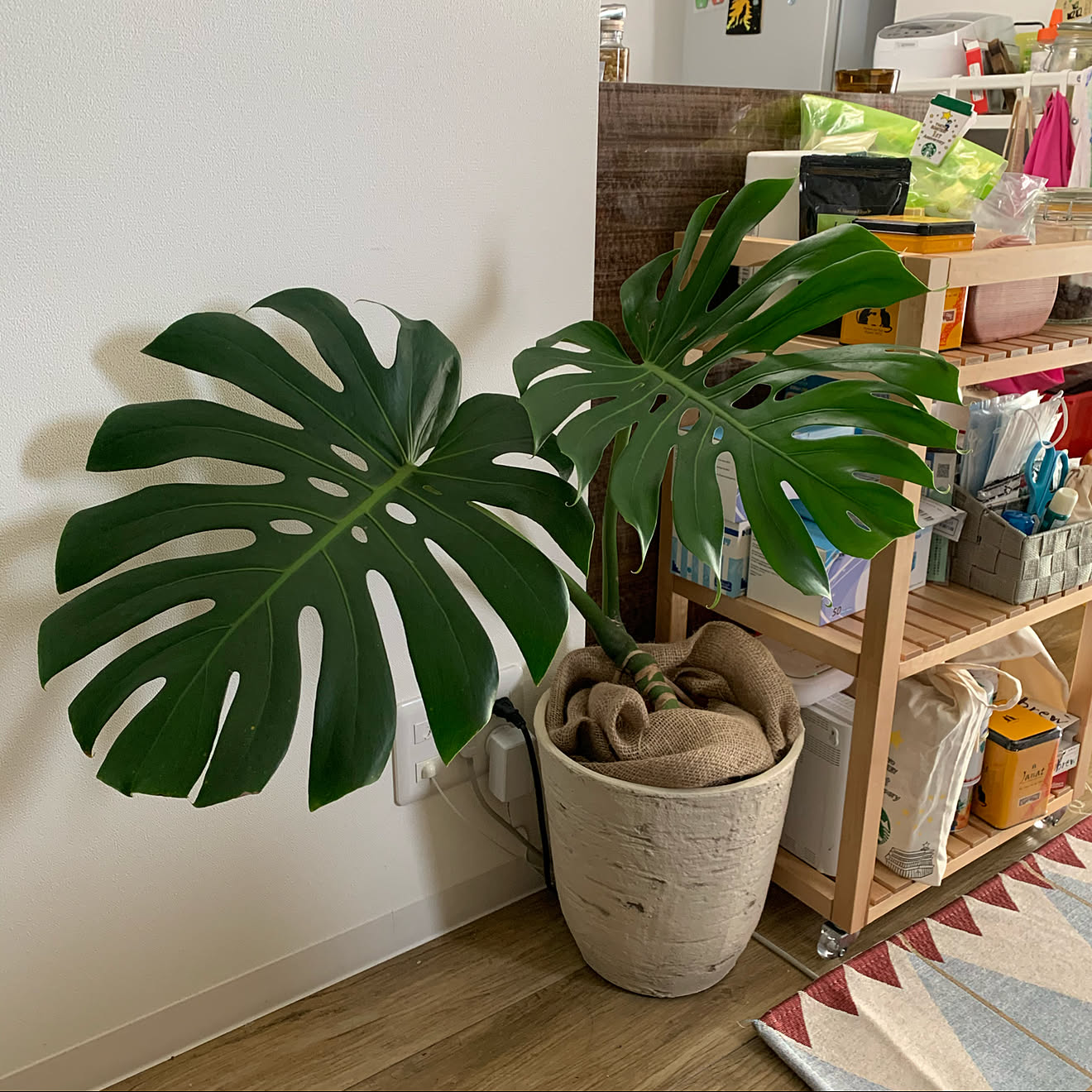 IKEA/一人暮らし/1R/ワンルーム 一人暮らし/観葉植物&hellip;などのインテリア実例 20200810 145715