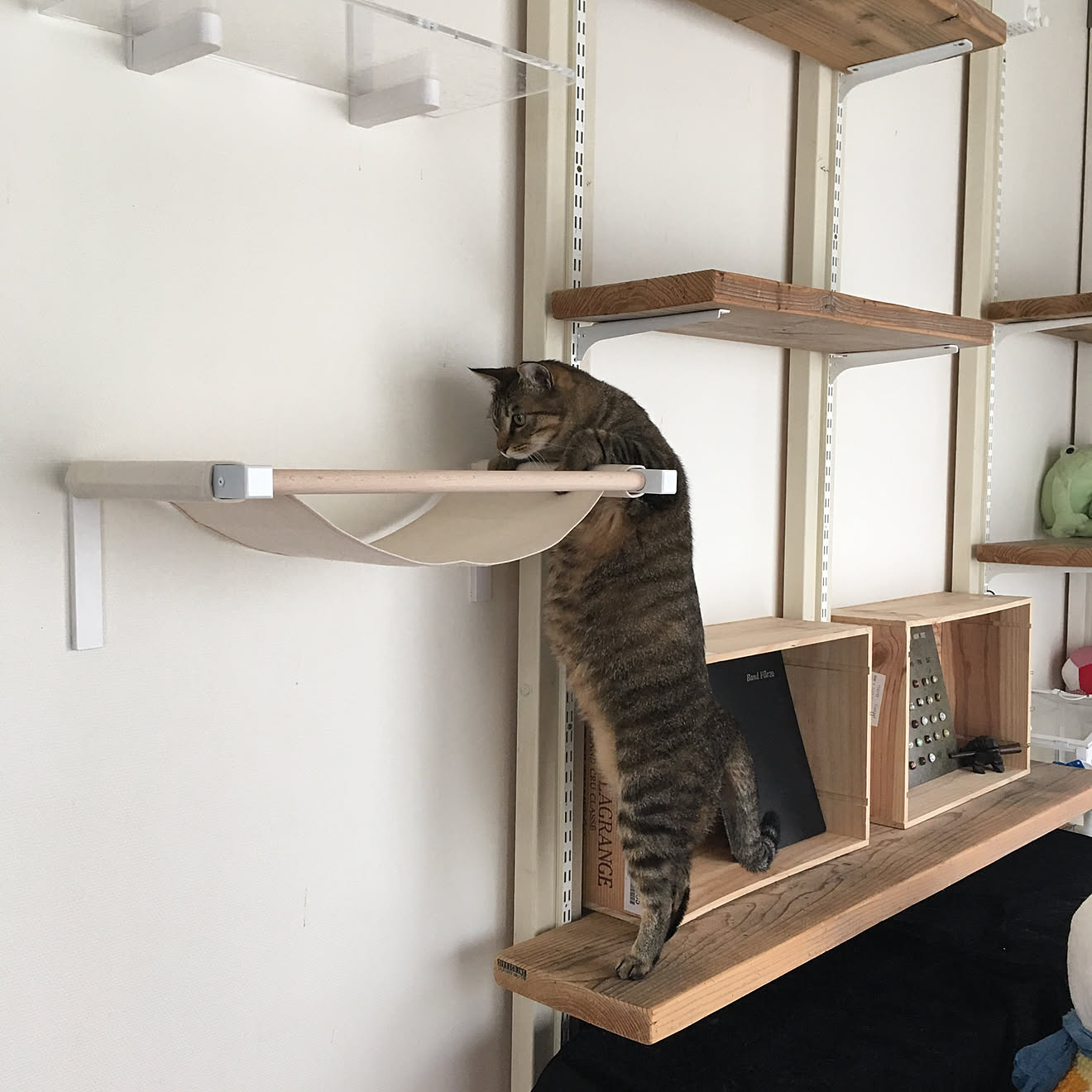 棚/WOODPRO足場板/キャットタワー/キャットウォークDIY/猫&hellip;などのインテリア実例 20190208 162624