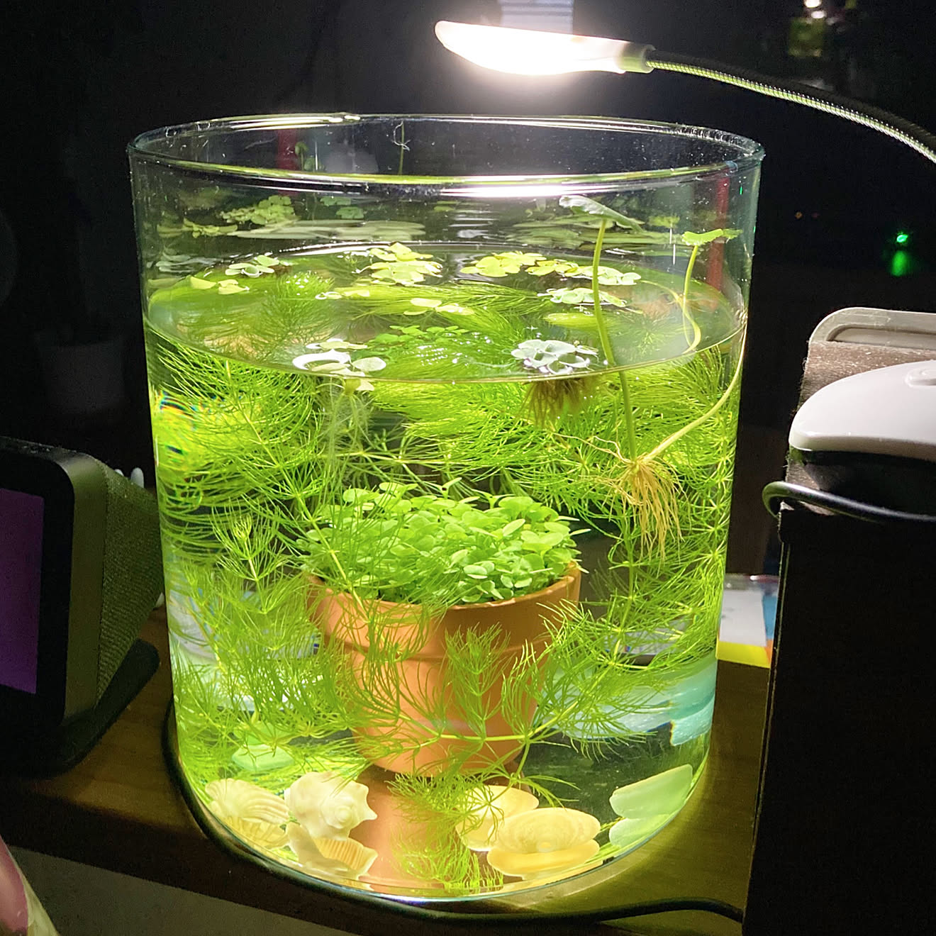 メダカのいる暮らし/サルビニアククラータ/ボトルアクアリウム/観葉植物/植物に囲まれ隊&hellip;などのインテリア実例 20200921