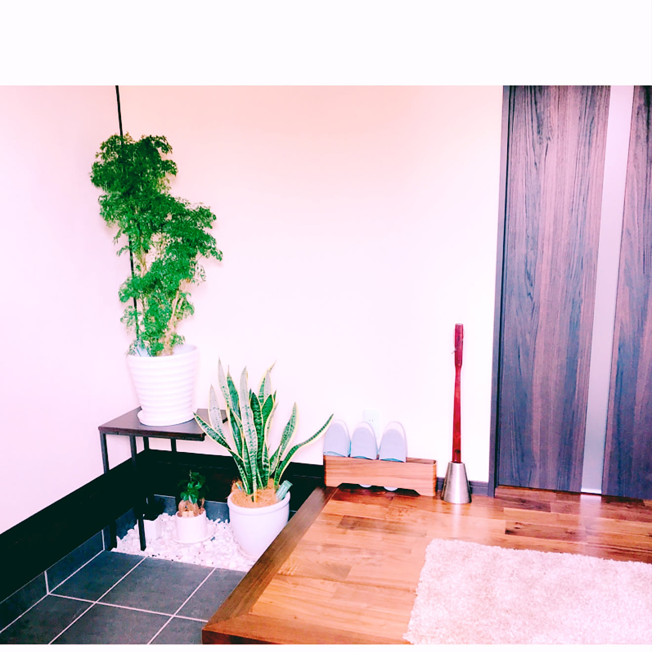 玄関/ガジュマル/砂利敷き/観葉植物/サンスベリア&hellip;などのインテリア実例 20200315 113525 ｜ RoomClip