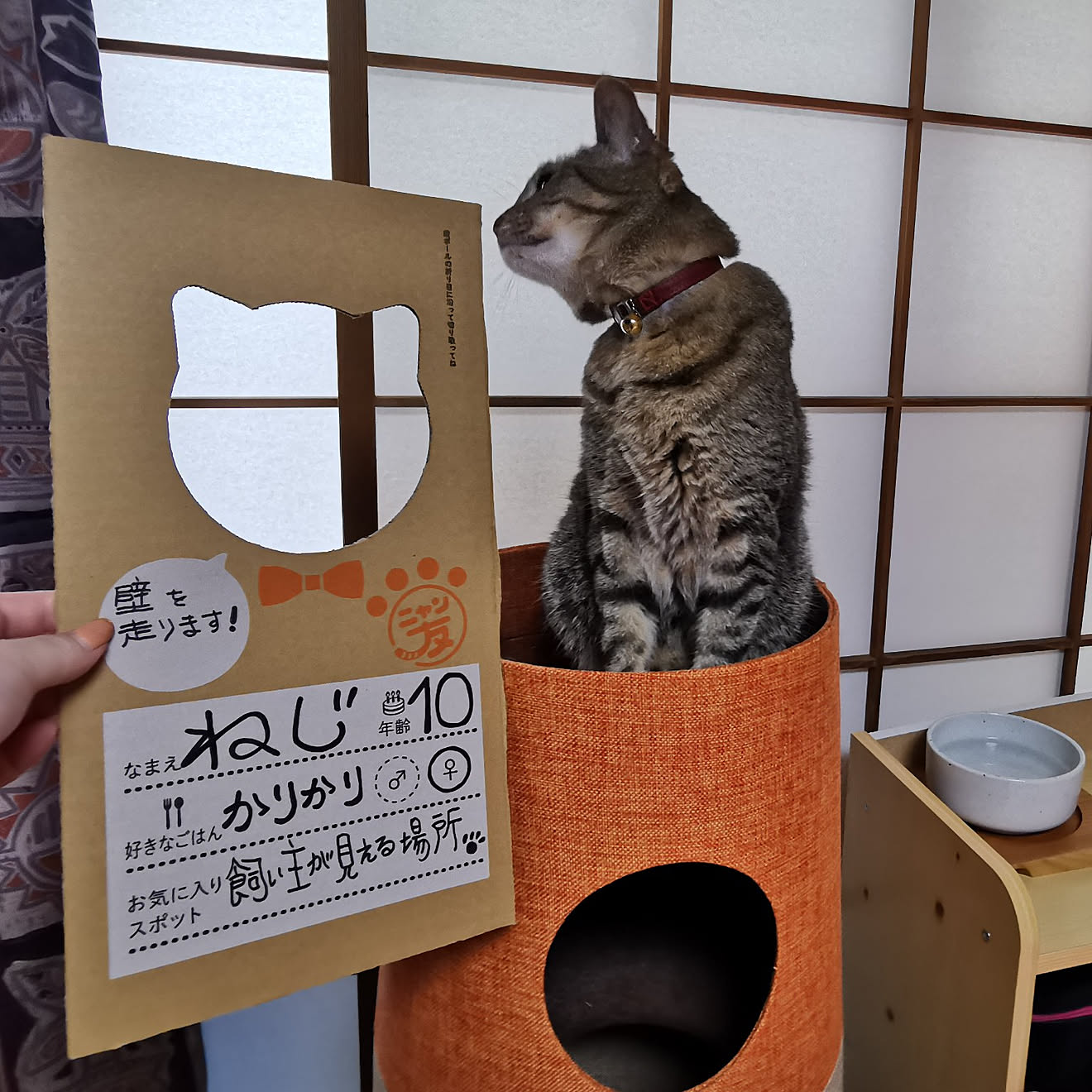 ベッド周り/猫トイレ/ねこのいる日常/ねこと暮らす。/ニャンとも...などのインテリア実例 20210626