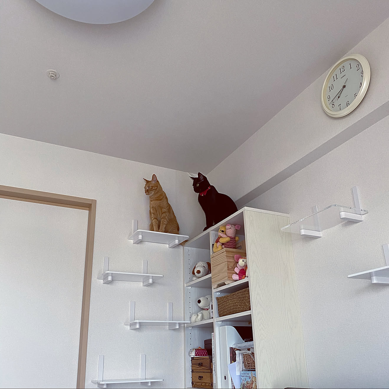 ニトリ/ペットと暮らすインテリア/マンション暮らし/猫のいる暮らし/ひぐれ&hellip;などのインテリア実例 20210507 2004