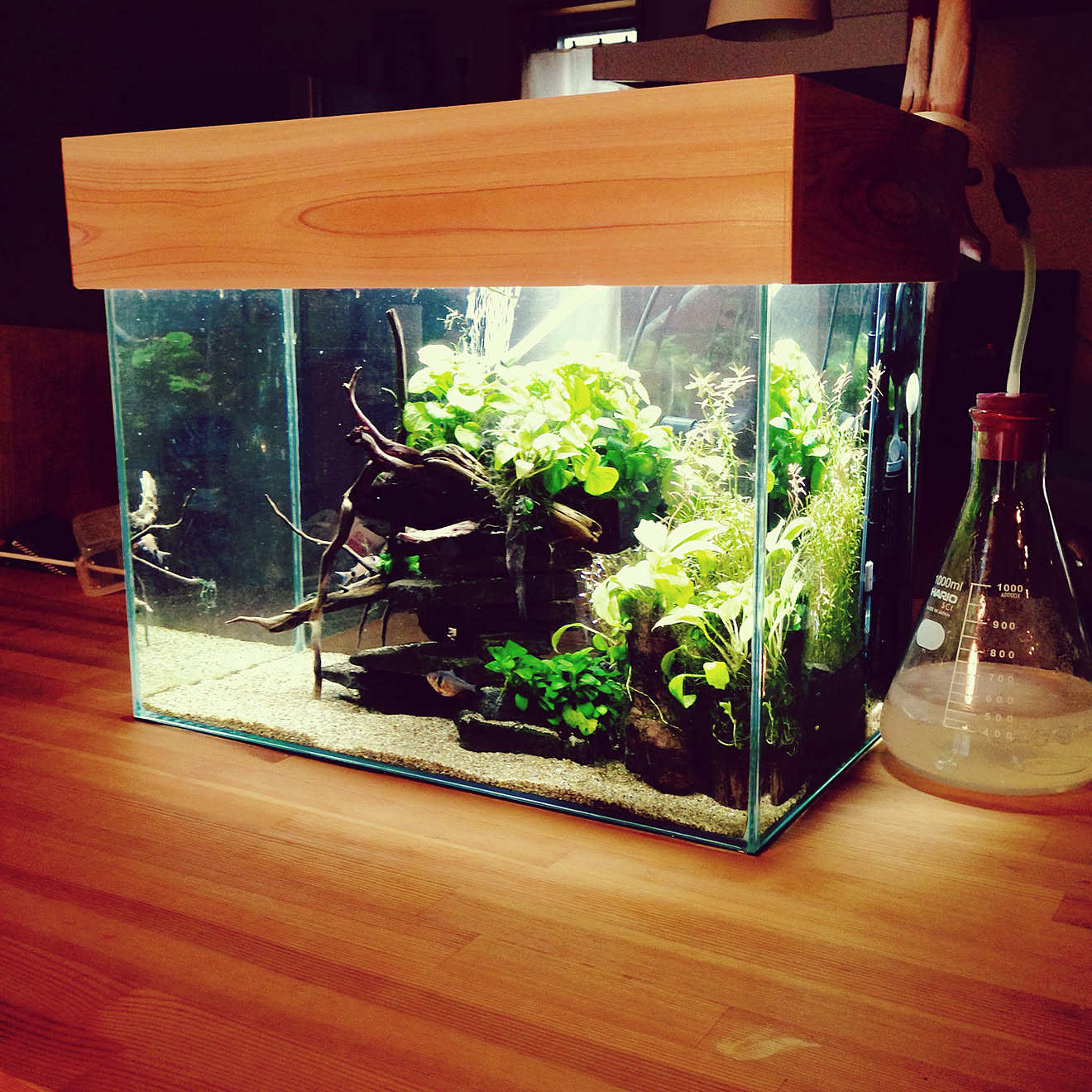 棚/間接照明DIY/水草レイアウト/熱帯魚水槽/水草水槽&hellip;などのインテリア実例 20180917 175348