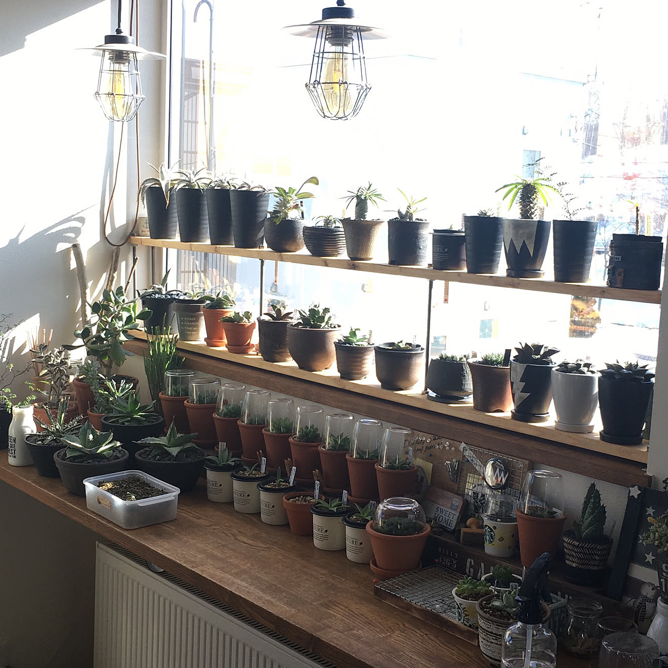 ディスプレイコーナー/DIY/観葉植物/塊根植物/多肉植物&hellip;などのインテリア実例 20200320 174554
