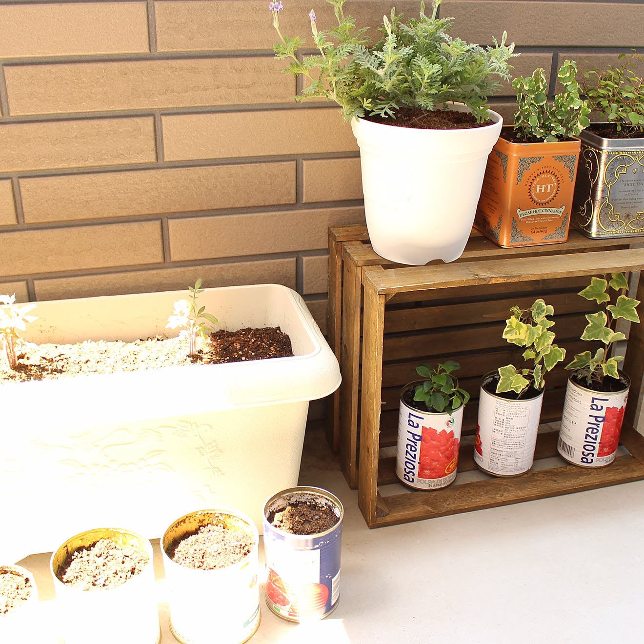 棚/salut!/ベランダ菜園/観葉植物/観葉植物ビギナー...などのインテリア実例 20150604 02