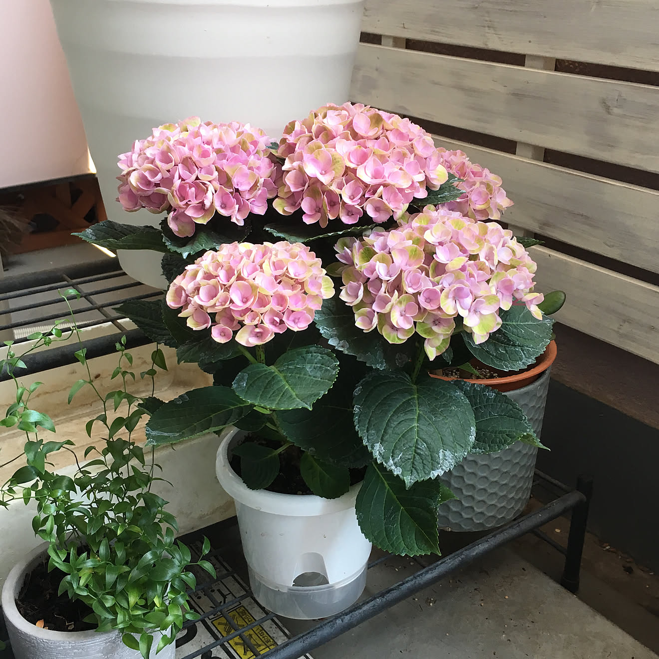マジカルシリーズ/紫陽花/スマイラックス/アクタス/植物のある暮らし&hellip;などのインテリア実例 20190525 125007