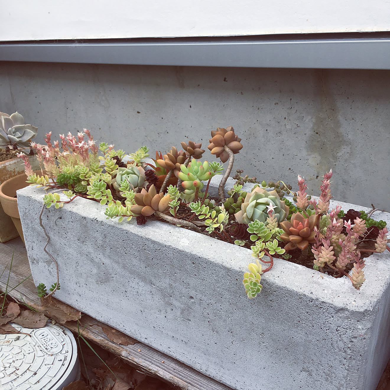 玄関/入り口/植木鉢/土間のある暮らし/植物/花のある暮らしのインテリア実例 20180611 103054 ｜ RoomClip